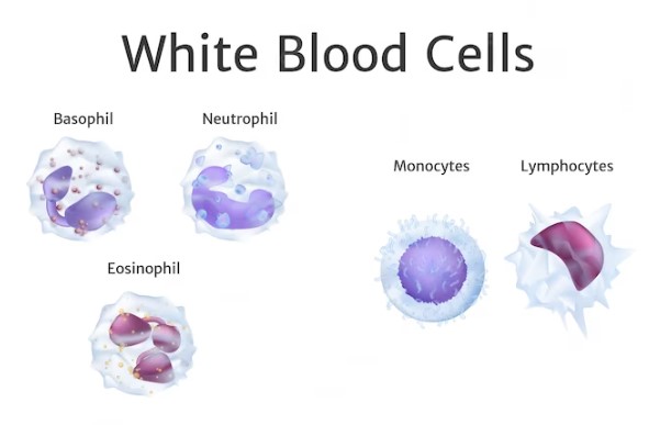 The Need for White Blood Cells During Pregnancy